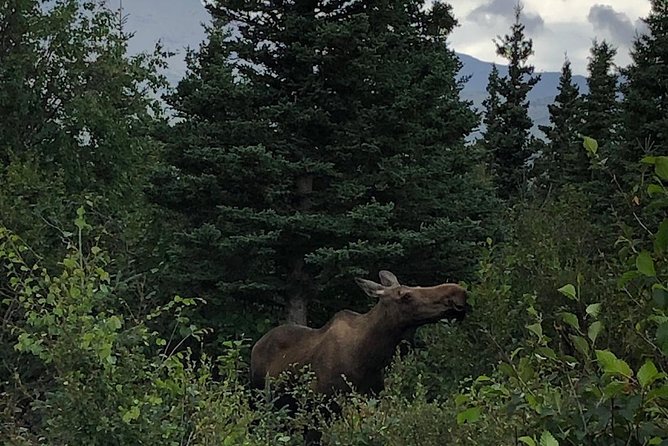 Denali National Park Walking Tour - Feedback From Travelers