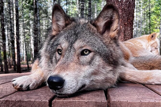 Discover the Beauty of the Wild & Roam in the Spirit of the Wolf - Traveler Feedback