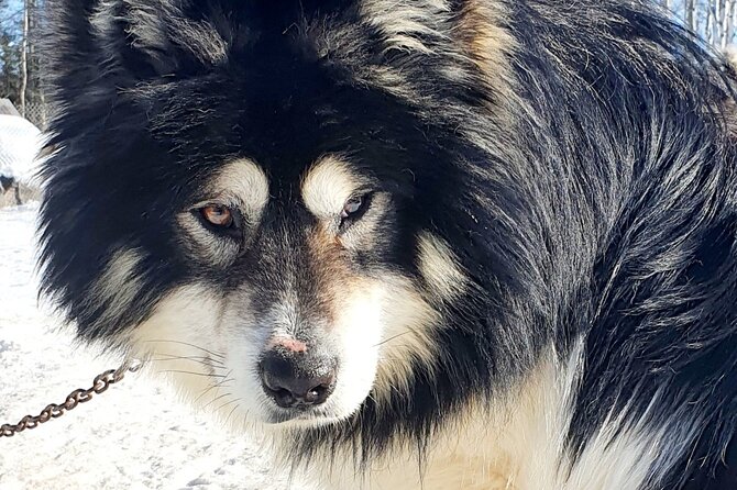 Dog Sled Adventure - Dog Care and History
