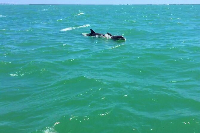 Dolphin Watching Boat Tour Around Anna Maria Island - Customer Reviews and Feedback