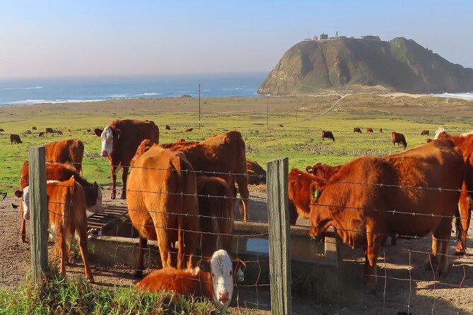 Driving the California Coast: A Self-Guided Audio Tour - Pricing and Booking Information