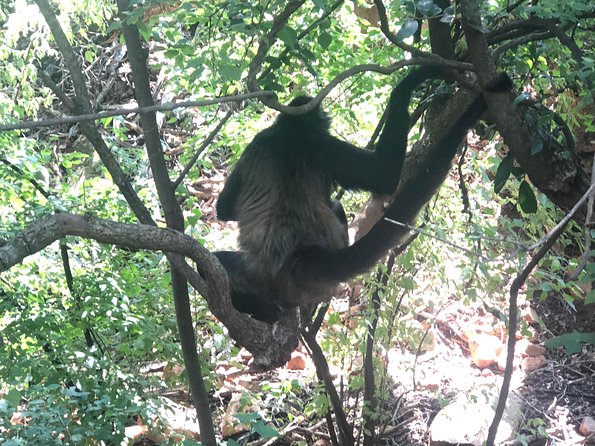 Elephant & Monkey Sanctuary Tour From Johannesburg - Recommendations for Visitors