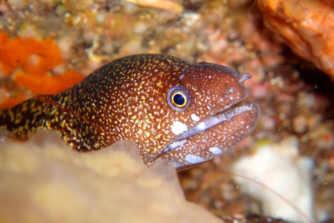 Enjoy Diving in Izu,Discover Scuba Diving for Nondiver. - Underwater Exploration