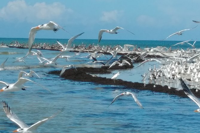 Everglades National Park Dolphin, Birding and Wildlife Boat Tour (2 Hours) - Additional Tour Options