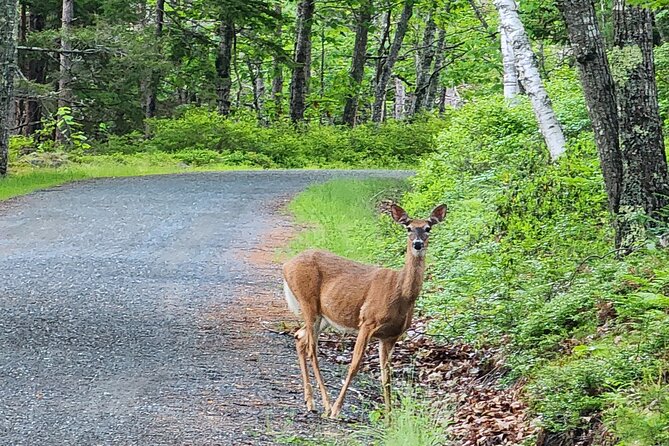Fat Tire E-Bike Rental in Bar Harbor - Exploring Acadias Carriage Roads