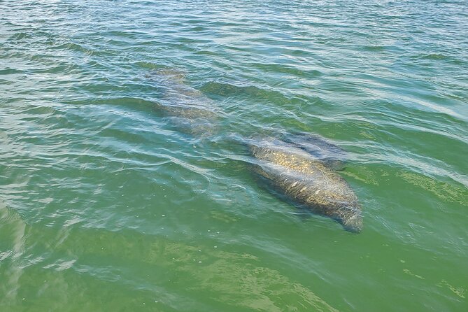 Fort Myers Beach Sightseeing With Shark Teeth and Shelling Tour - Customer Feedback and Reviews