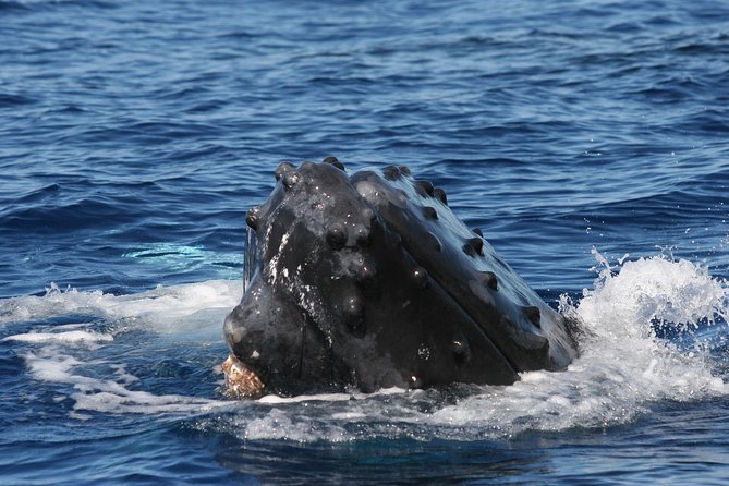 From Maalaea Harbor, Maui: Whale Watch Cruise Aboard Malolo - Tips for a Memorable Whale Watching Adventure