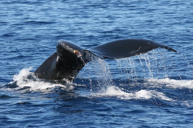 From Maalaea Harbor: Whale Watch Cruise Aboard the Malolo - Physical Requirements and Accessibility