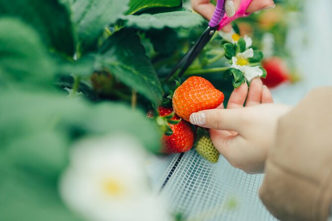 Fukuoka Seasonal Fruit Picking Shopping and TeamLab Day Bus Tour - Outlet Mall Dining Options