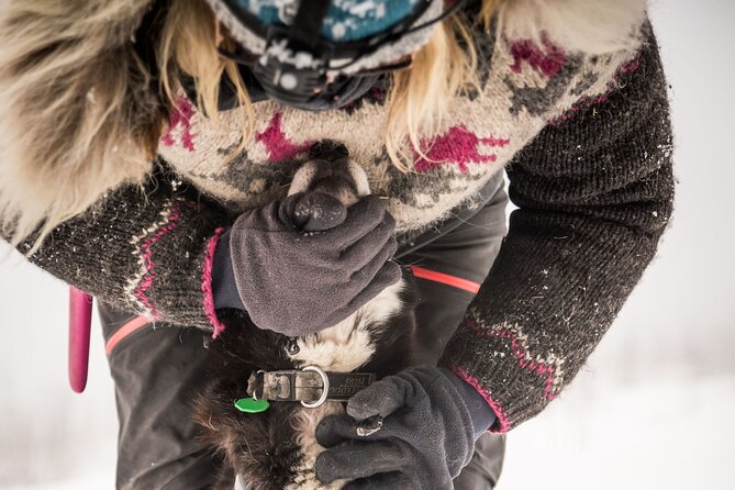 Full Day Drive Your Own Dog Team Dog Sledding Tour - Booking Information