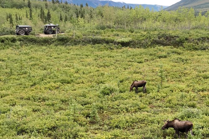 Full Day Fairbanks to Denali Winter Adventure Tour - Unique Experiences on the Tour