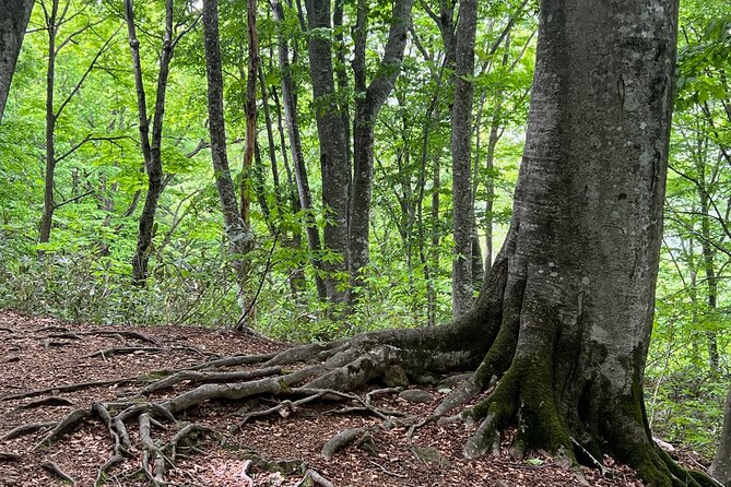 Full Day World Heritage Shirakami Mountains Hiking Tour - The Hiking Trail