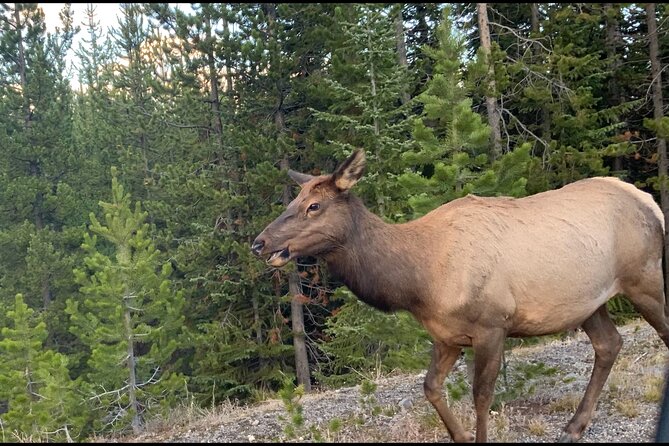 Full Day Yellowstone "The Volcano" Lower Loop West Yellowstone - Traveler Reviews and Feedback