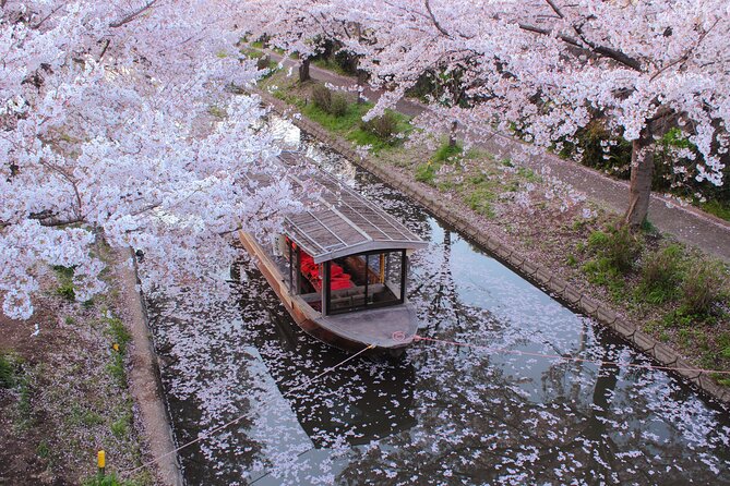 Fushimi Cherry Blossom and Sake Brewery Tour - Cherry Blossom Viewing