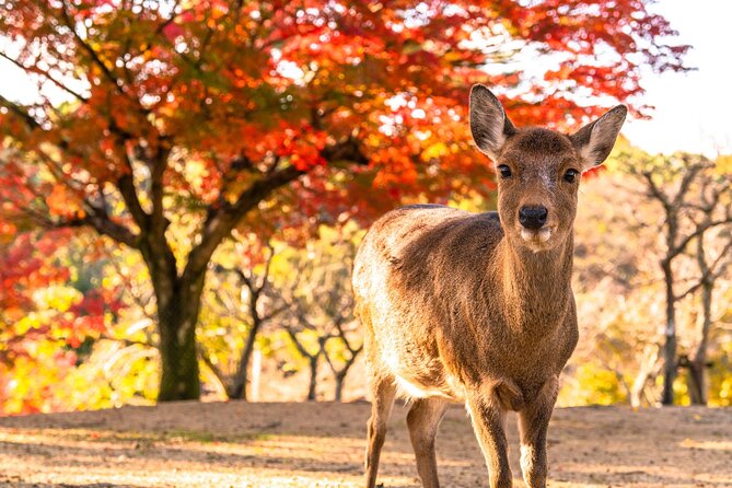 Fushimi Inari Shrine and Nara Park Day Tour From Osaka and Kyoto - Discovering Nara Park