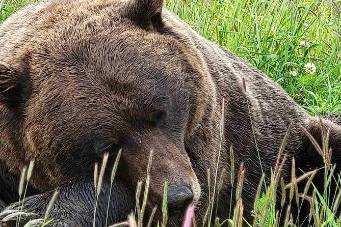 Glacier View & Wildlife Anchorage Adventure Tour - Feedback Management