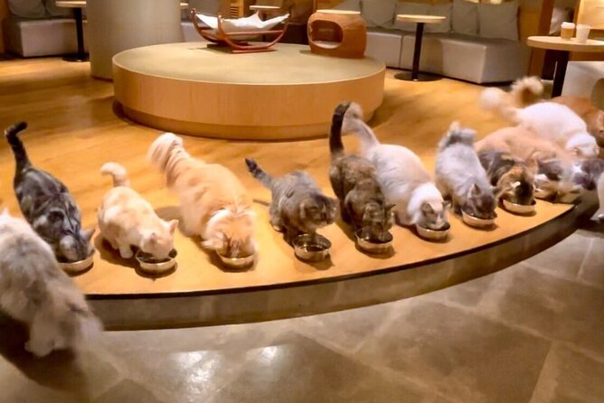 Gotokuji Cat Temple Shinjuku Cat Cafe and 3D Cat Tour - Taking in the Shinjuku Cat Cafe