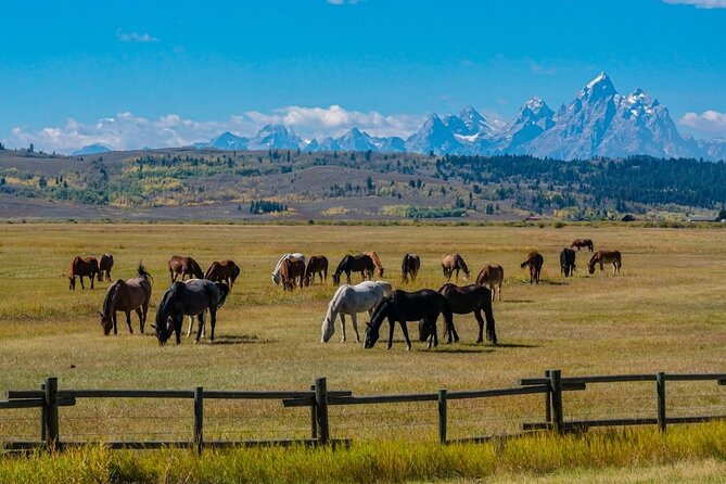 Grand Teton and Its Wildlife: Private Guided Tour - Hassle-Free Pickup and Transportation