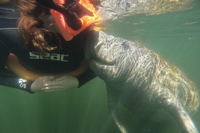 Guided Crystal River Manatee Snorkeling Tour - Encounter With Manatees