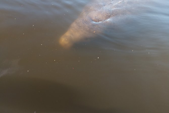 Guided Kayak Tour With Manatee & Dolphin Sightings - Wildlife Sightings
