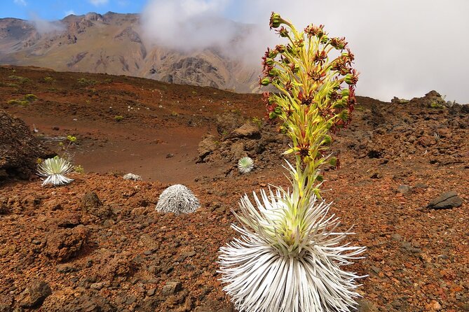 Haleakala Summit Best Self-Guided Bike Tour With Bike Maui - Exploring Makawao and Lunch Options