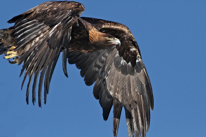 Half Day Private Sunrise Wildlife Safari - Recommendations for Participants