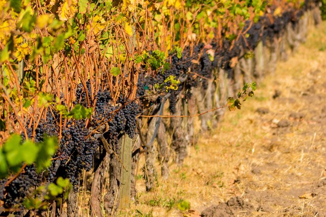 Half-Day Wine Country Tour From San Francisco - Scenic Drives and Vineyard Views