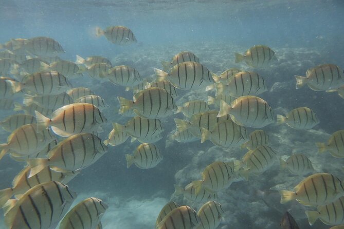 Hanauma Bay Guided Snorkeling Tour With Transportation - Personalized Attention and Safety