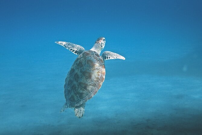 Hanauma Bay Snorkel - Tips for Your Snorkeling Adventure