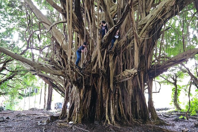 Hilo Guided Day Tour by Native Hawaiians - Booking Information and Policies