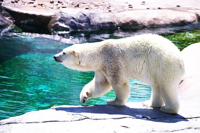 Hokkaido: Asahiyama Zoo, Furano, and Ningle Terrace Full Day Tour - Additional Information