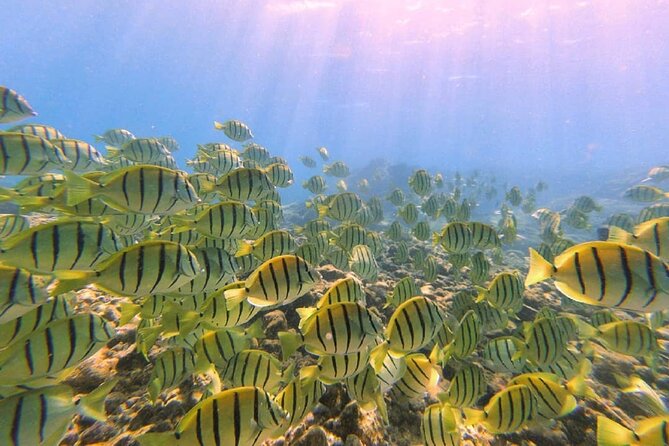 Introductory Beach Scuba Dive - Booking Your Introductory Dive Experience