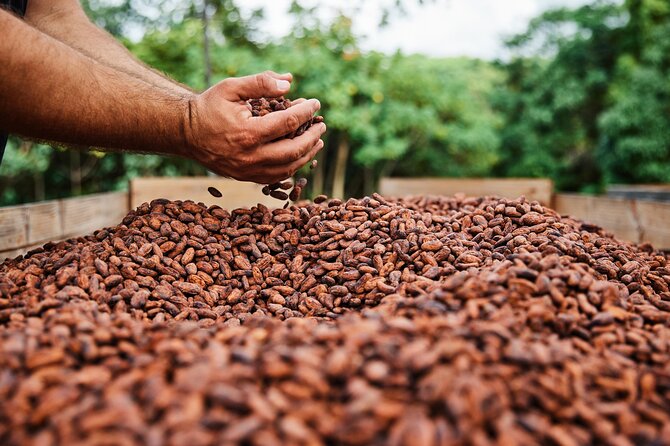 Kauai Chocolate Farm Tasting Tour - Customer Reviews