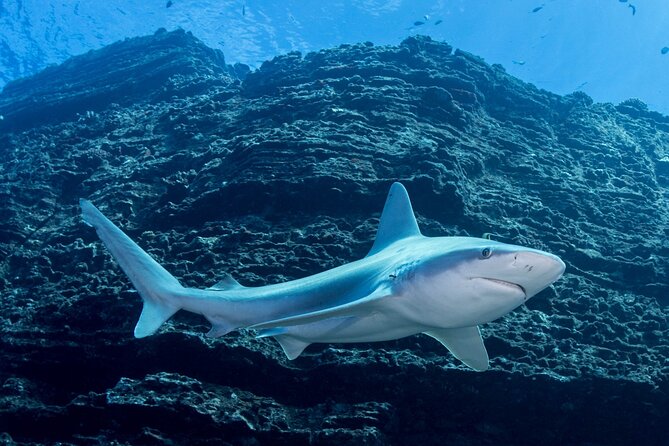 Kauais Exclusive Morning Scuba Charter for Experienced Divers - Highly Rated and Recommended