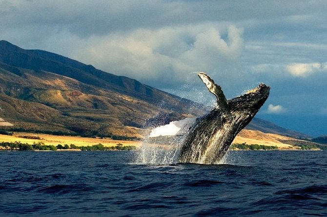 Kauais Ultimate South Side Whale & Dolphin Zodiac Boat Adventure - Customer Feedback and Experiences