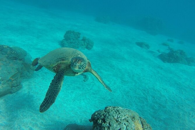 Kayak and Snorkel: Maui West Shore - What to Expect on the Tour