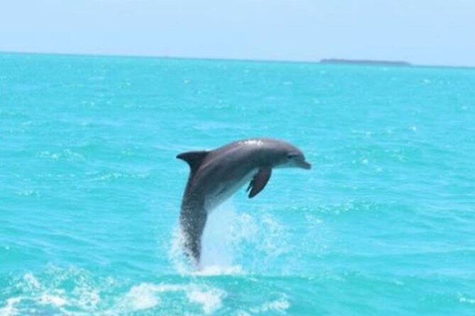 Key Wests Favorite Afternoon Dolphin Sail - The Benefits of Eco-Tourism