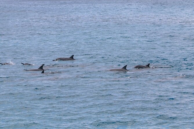 Kona Coastline Escape: Sail With Dolphins & Turtles on Honi Olani - Convenient Meeting and Return Point