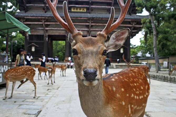 Kyoto Arashiyama Fushimi Inari Taisha Shrine and Nara Park Tour - Fushimi Inari Taisha Shrine