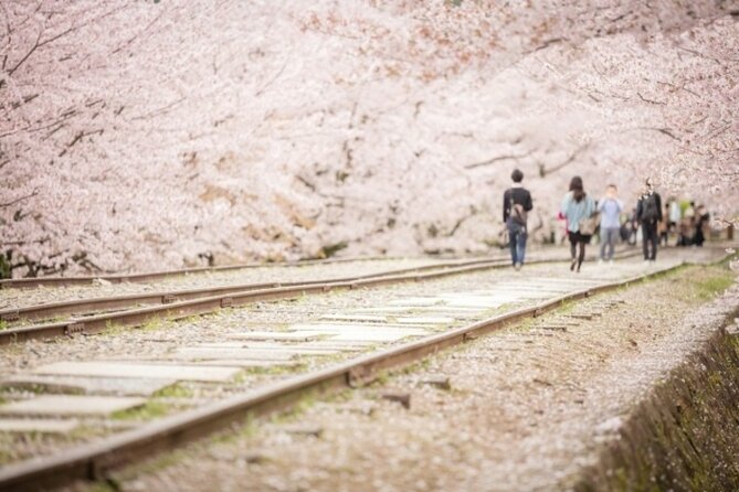 Kyoto Cherry Blossom With Miyako Odori 1 Day Walking Tour - Kyoto Cherry Blossom Experience