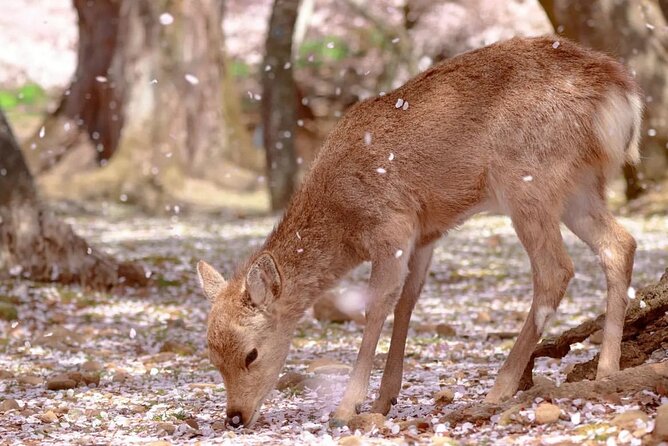 Kyoto & Nara & Uji: Full Day Sightseeing Tour From Osaka or Kyoto - Tour Highlights: Uji