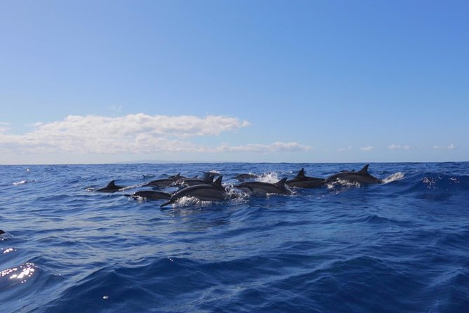 Lanai Deluxe Dolphin Adventure & 3 Snorkel Sites - Discovering Breathtaking Coral Reefs