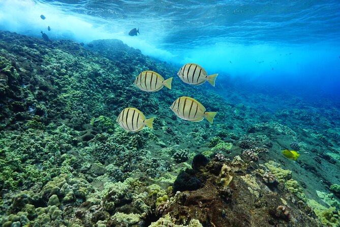 Maui Magic Adventure Snorkel: Molokini Crater and Turtle Stop - Dietary Options Available