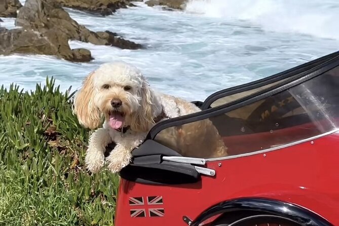 Monterey Bay Famous Dog Friendly Electric Bike and Sidecar Tour - Customer Reviews and Feedback