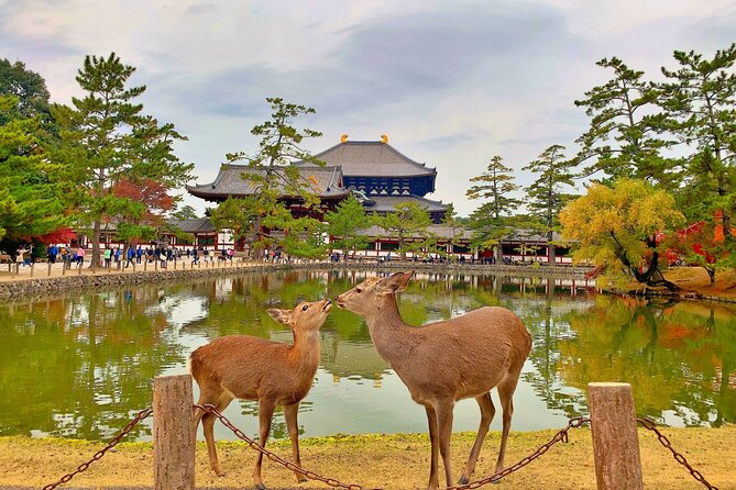 Nara Day Trip From Osaka With a Licensed Guide - Interacting With the Friendly Deer