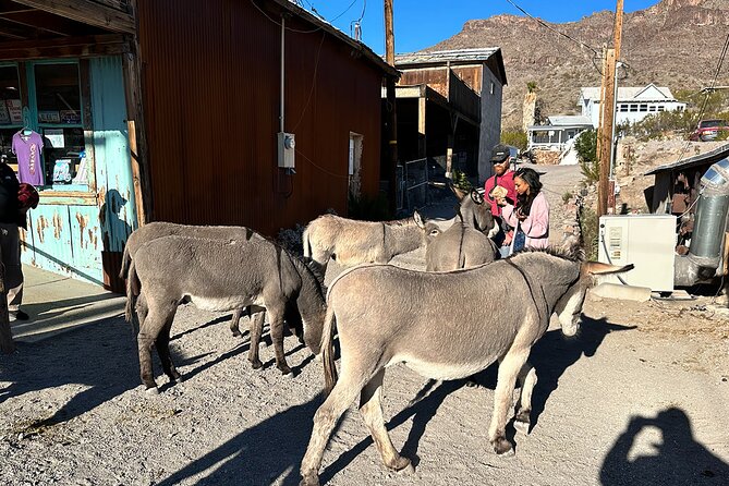 Oatman Mining Camp, Burros, Scenic RT 66 Direct From Las Vegas - Whats Included in the Tour