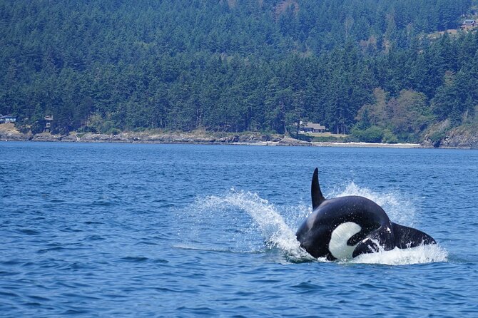 Orca Whale Tour Near Seattle - The Sum Up