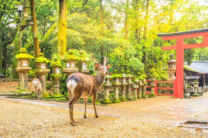 Osaka Kansai Airport to Nara City |A Conveninent Transfer - Waiting Time and Additional Charges