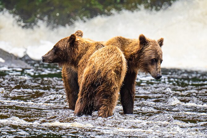 Peak Season Bear Viewing By Seaplane - Why Choose Wild Coast Excursions