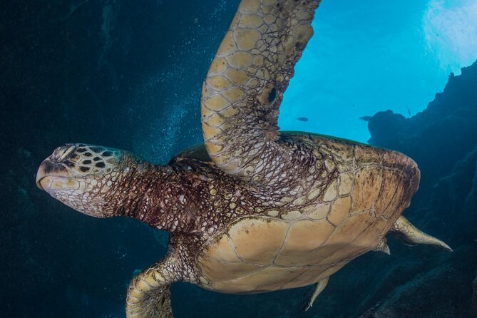 Premium Afternoon Scuba Charter for All Certified Diver Levels - The Scuba Diving Experience